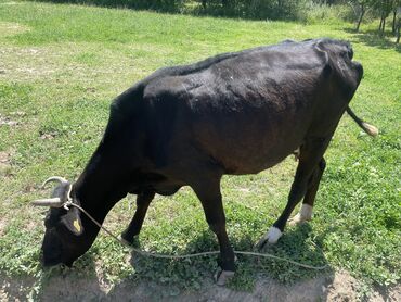 карова кант: Куплю | Коровы, быки