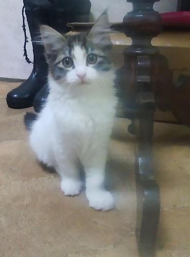 Кошки: Кошка даром: Беспородная, Мальчик, Приучена к лотку — 4