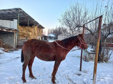 Лошади, кони: Продаю | Кобыла (самка) | Английская | Для разведения, Конный спорт