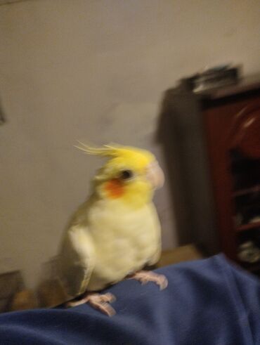 Tutuquşları: Növ: Nimfa tutuquşu (cockatiel), açıq sarı rəng, yanaqlarda narıncı — 2