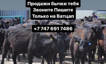 кара балта животные: Бычки телята тёлучки +7)747)691)74)86) вотсап Бычки телята тёлки