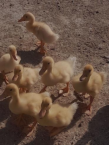 Kənd təsərrüfatı quşları: Məhsul:Pekin Ördək balaları 12 günlük Təsvir: - Sarı tüklü, sağlam və — 2