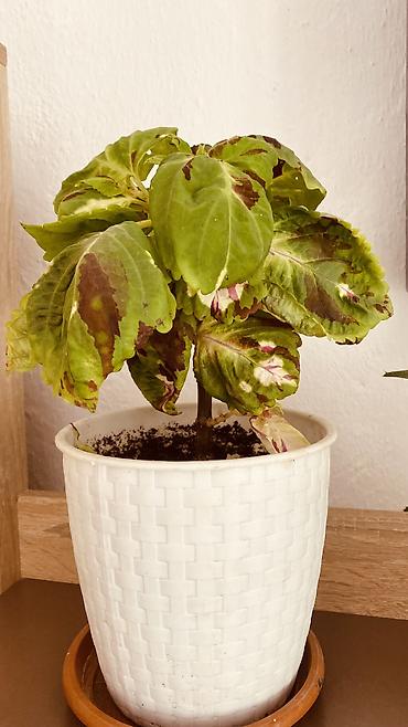 Фиалки и глоксинии: Глоксиния (Sinningia speciosa) в пластиковом кашпо - Сорт с крупными — 11