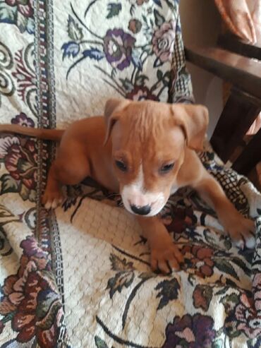simmental ineklerin satisi: Pitbul, 2 ay, Dişi, Sənədli, Ünvandan götürmə