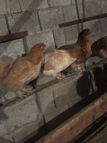Куры, петухи: Продаю | Куры, Петух | Домашняя | На забой, Для разведения, Несушки — 16
