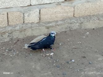 животные в добрые руки: Qara ağ Çili goyercin