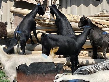 Козы, козлы: Продаю | Коза (самка), Козёл (самец), Козлёнок — 11