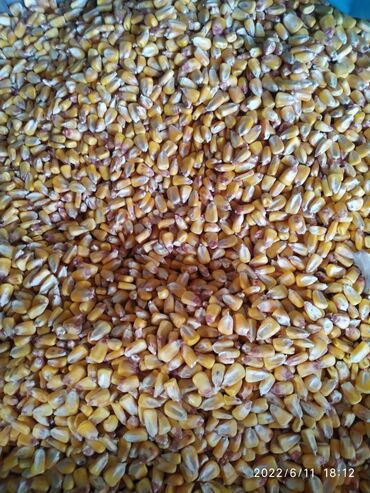 mercedes сечка в Кыргызстан | Автозапчасти: Ячмень, кукуруза, пшеница, пшеничная сечка,кукурузная сечка, мука