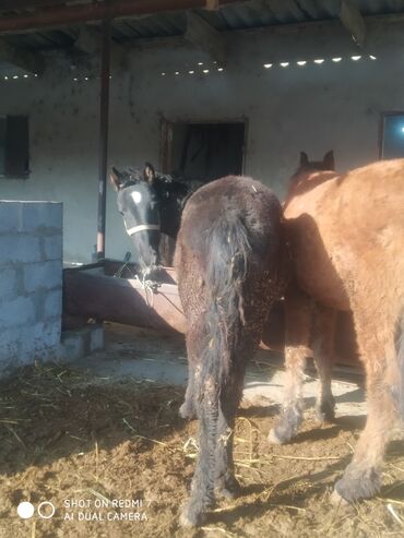 Лошади, кони: Продаю | Жеребенок | Рабочий — 16