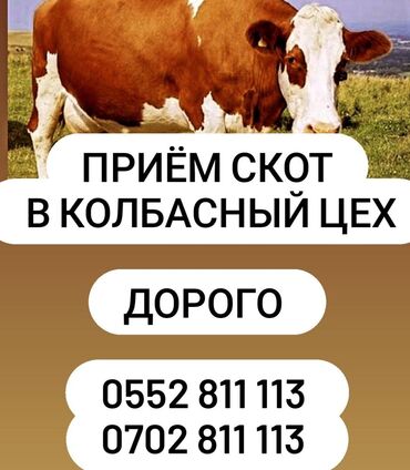 продам пчёл: Куплю | Коровы, быки, Лошади, кони | Круглосуточно, Любое состояние