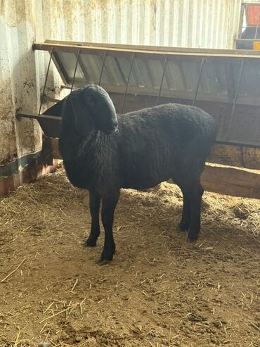 Бараны, овцы: Продаю | Овца (самка) | Для разведения — 11