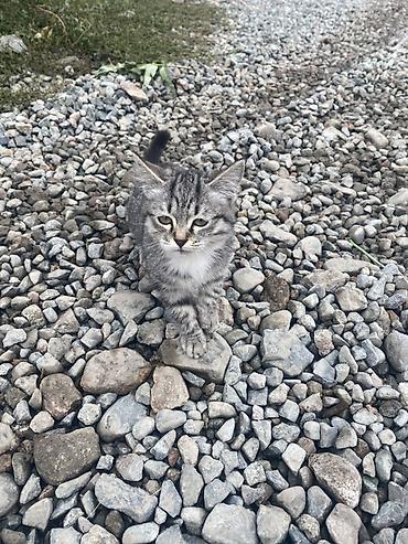 Отдам даром кошку: Кошка даром: Беспородная, 4 месяца, Девочка, Приучена к лотку — 1