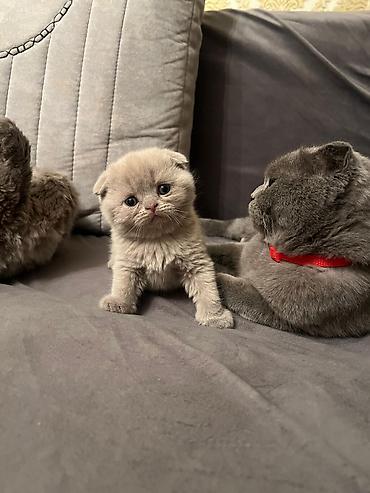 Pişiklər: Şotland yastı qulaq, Erkək, Dişi, Yaxşı əllərə, Ödənişli çatdırılma, Ünvandan götürmə, Rayonlara çatdırılma — 5