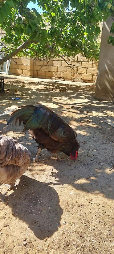 Toyuqlar: Toyuq, Australorp, Damazlıq — 6