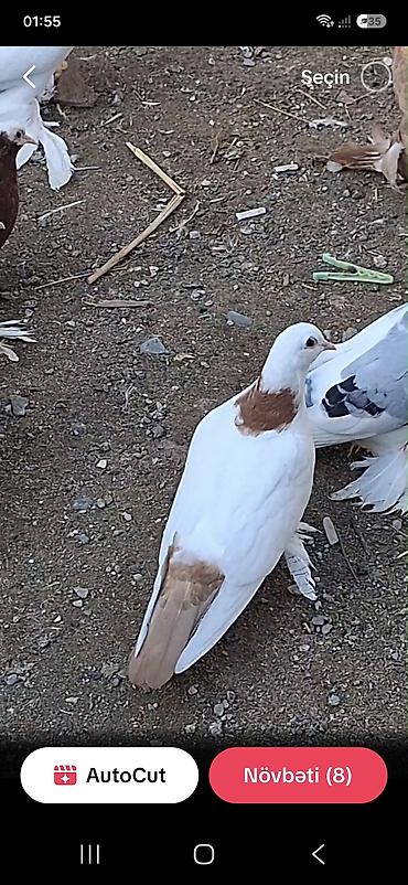 heleb kecisi satilir: Kom wekilde 15den tek tek 20 ye 30 a — 1