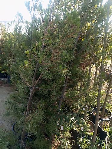 gul toxum satışı: Bağ-bitki uşaq bağçası üçün müxtəlif dekorativ bitkilər və ağaclar — 8