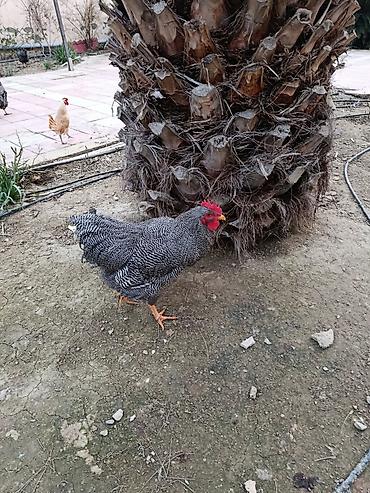 Xoruzlar: Barred rok yumrtasi satilir — 2