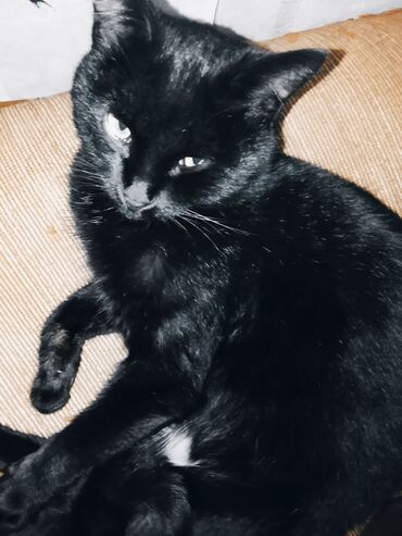 американская жесткошёрстная кошка цена: Домашние кошки - Черная короткошёрстная кошка: однотонная глянцевая