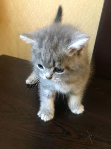 шотландские котята в баку: Şotland, Dişi, Yaxşı əllərə, Ünvandan götürmə, Ödənişli çatdırılma