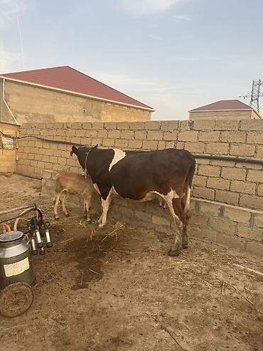 it şekilleri: Balalı inək inek Simmental inək satılır. Çox iri hryvandır. Diri — 3