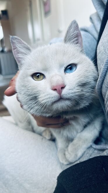 Коты: Разные глаза продам в хорошие руки