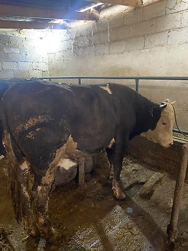 Коровы, быки: Продаю | Бык (самец) | На откорм | Привязанные — 1