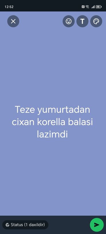 qaz qusu: Korella