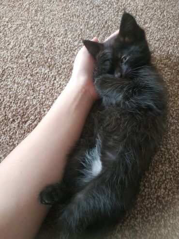 отдам в хорошие руки кошку: Отдам котенка в хорошие и ответственные руки, мальчик 2 месяца 10