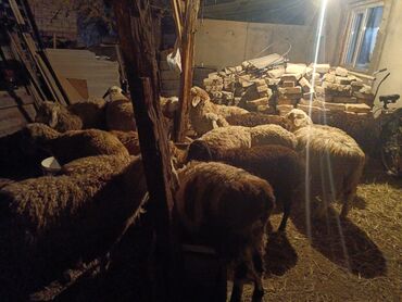 молочные оборудование: Продаю | Овца (самка) | Для разведения