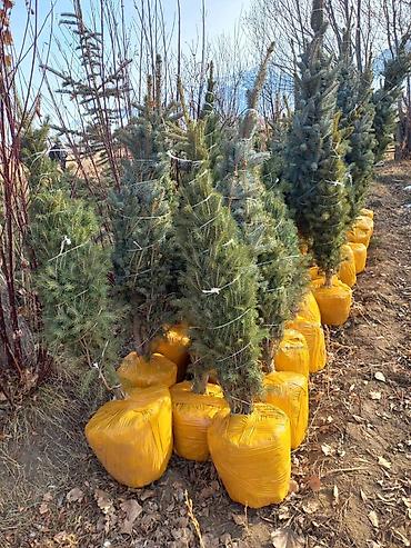 Другие товары для дома и сада: Голубой ель. Тянь-шаньский ель.береза,Пихта,Сосна, сатылат — 11