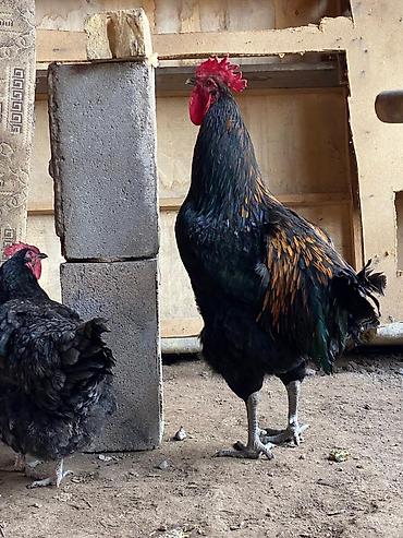 Куры, петухи: Продаю | Петух | Для разведения at lalafo.kg — 6 Куры, петухи: Продаю | Петух | Для разведения — 6