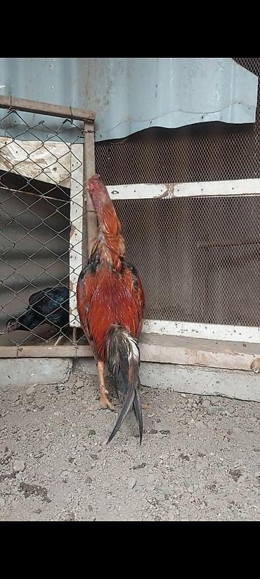 Xoruzlar: Temiz turk cinsi 11 ayliq bece satiram. cox super heybandi. meydan — 4