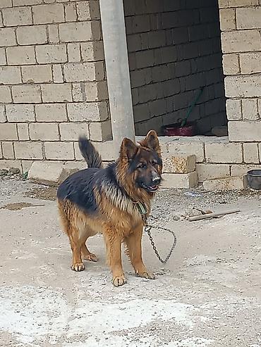 zvanok iti satilir: Alman çoban iti, 10 ay, Erkək, Peyvəndli, Ünvandan götürmə — 2