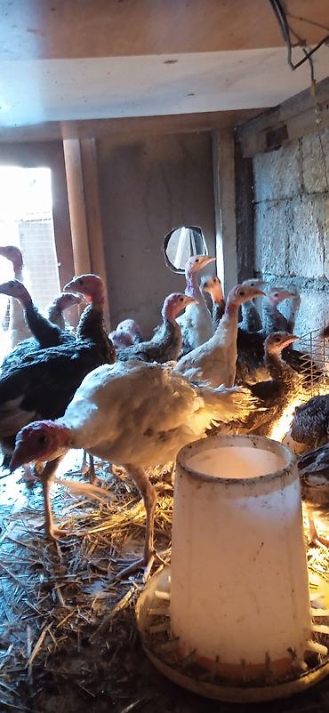 quşlar goyərcin: Yerli hinduşkalar – 3 ay yarımlıq - Cins: yerli (qarışıq rənglər – — 5