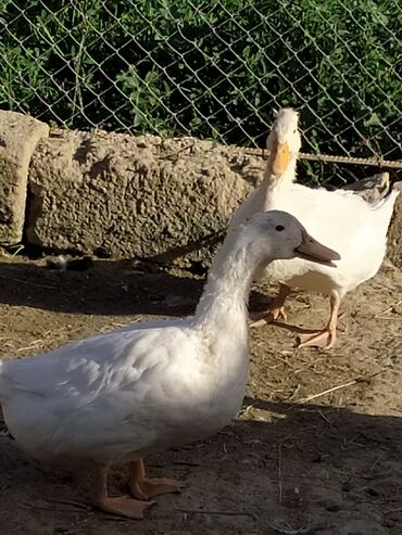 Digər quşlar: Qışqıran ördəklərdir✅️ Kəkilli var✅️ Bəzəkli var✅️ Sadəsi var✅️ Qara -da lalafo.az — 13 Digər quşlar: Qışqıran ördəklərdir✅️ Kəkilli var✅️ Bəzəkli var✅️ Sadəsi var✅️ Qara — 13