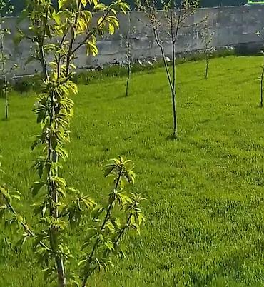 косим траву: Сделаем идеальный газон за 7–10 дней 🌱 ✔ Посев газона от 99 сом/м² — 2