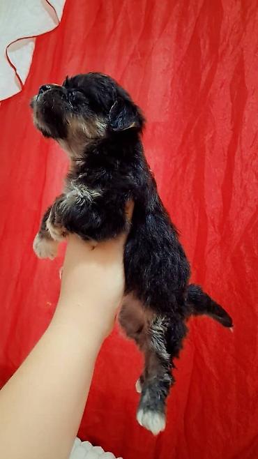 Продажа собак: Пекинес, 1 месяц, Самка — 4