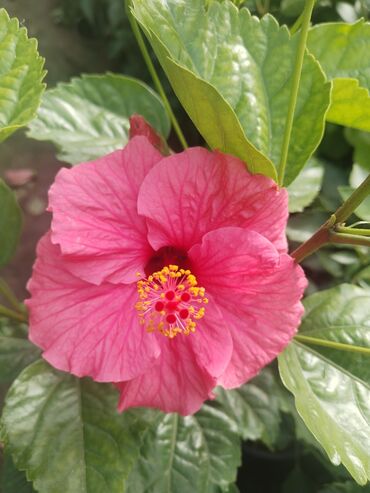 Otaq bitkiləri: Otaq bitkiləri – Fikus elastika kolleksiyası və digər dekorativ növlər — 25