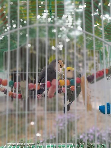 Пара неразлучников (Agapornis) в комплекте с клеткой и аксессуарами
