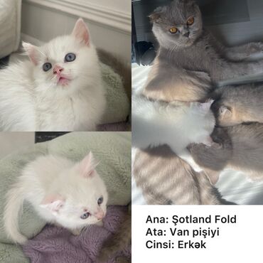 heyvanlara verilen xususi adlar: Şotland, Erkək, Yaxşı əllərə