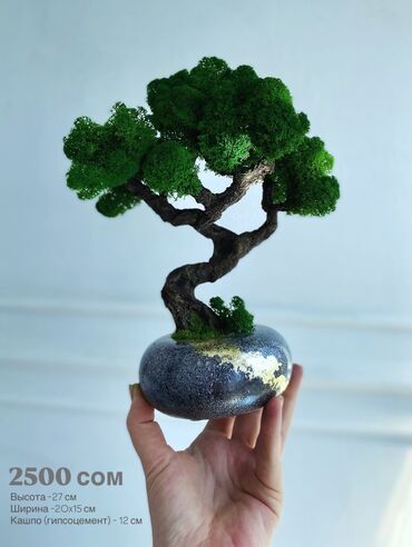 водные растения: Деревья-бонсай из натурального стабилизированного мха🌳 -это