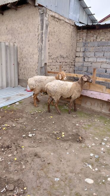 дом для животных: Продаю | Овца (самка) | Для разведения | Матка