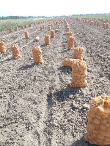 семена экспорсет: Продаю семена картофеля сорта Джелли и Пикассо. Семена сорта элита