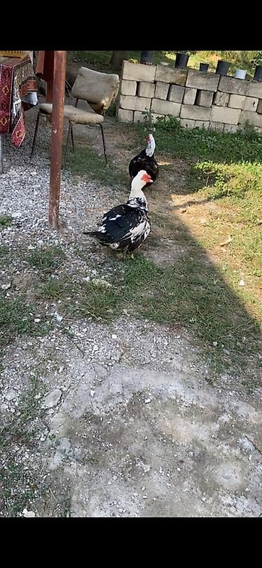 kənd cucələri: Muscovy ördəkləri (indoutka) – ərkey 2 ədəd - Rəng: qara-ağ qarışıq — 1