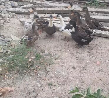 kənd təsərrüfatı heyvanları: Erkək, Ətlik, Ünvandan götürmə