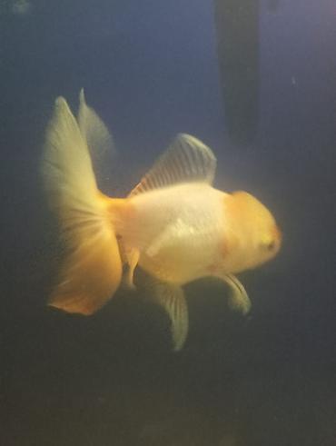 Balıqlar: Salam hazir bala veren iri olculu,papaqli arandalar satilir. Olcusu 15 — 9