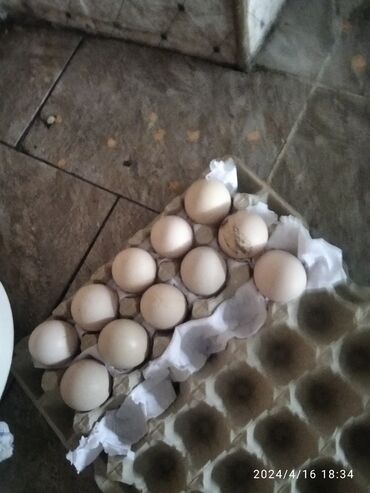 Птицы: Дакан яйца продаю свежие инкубационные яйца даканов по 200 сом 20 шт