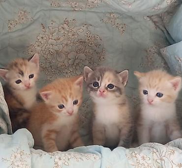 Отдам даром кошку: Котята-девочки и мальчики, домашние, социальные. Окрас разный — 1