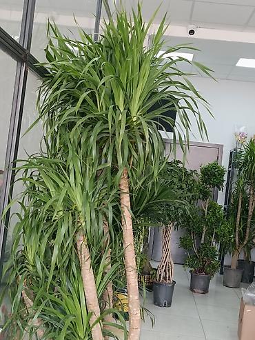 Другие комнатные растения: ПРОДАЮ КОМНАТНЫЕ РАСТЕНИЯ! 🌱 Бамбук — 3000 сом 🌳 Бонсай — 4100 сом 🌳 — 15