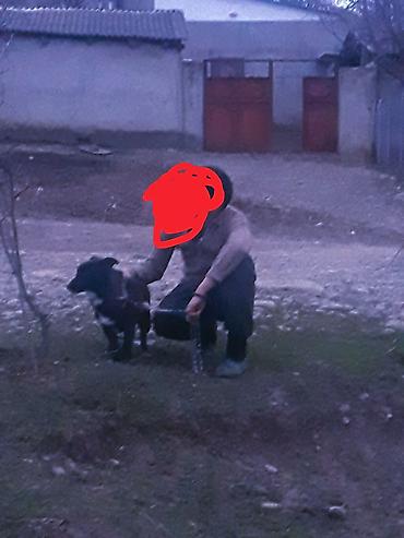 itlerin ucuz qiymete satisi: İt – orta öl qara rəngli, ağ sinə ləkəli. Qısa tüklü, güclü bədən — 1